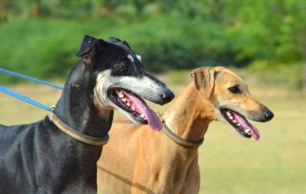 Top 6 Types Of Dog Breeds In India