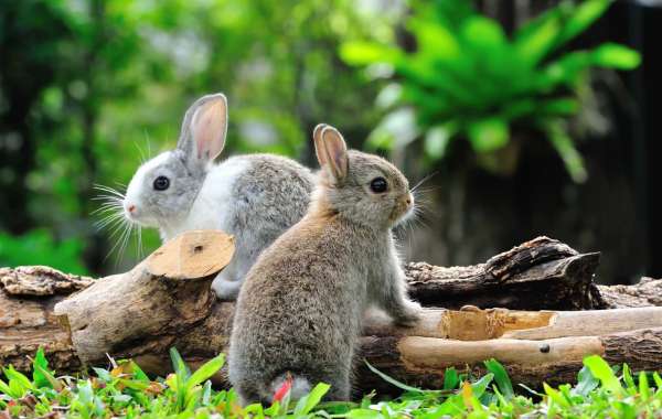 Top 5 myths about Rabbits