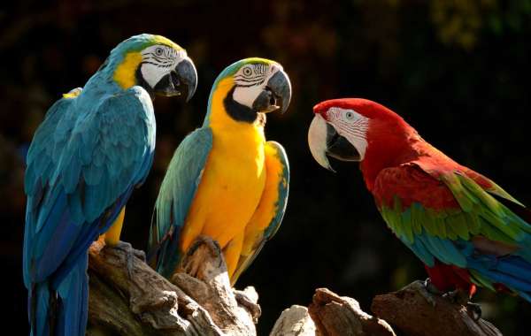 5 Most Exotic Breeds Of A Parrot