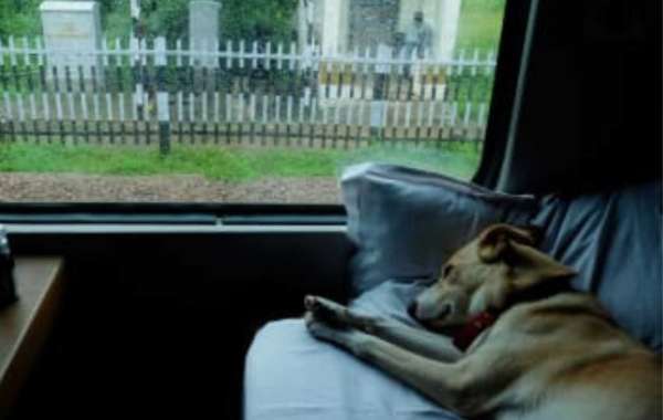 What is The Procedure for Travelling by Train With a Dog in India?