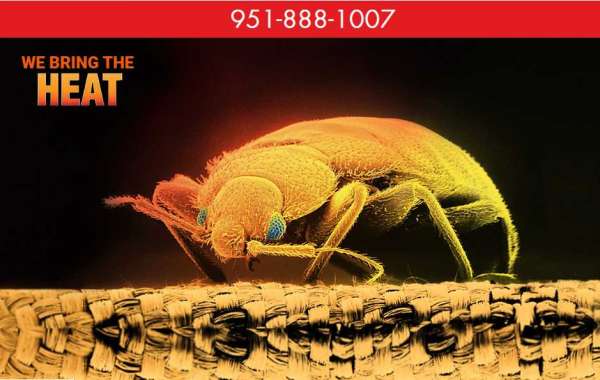 Why you need regular pest control bedbugs in Hemet for home and office?