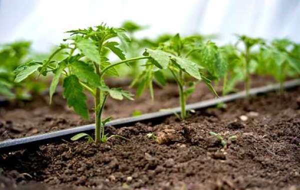 Drip Irrigation Market Share with Emerging Growth of Top Companies | Forecast 2030