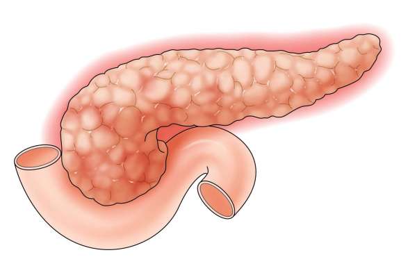 Pancreatin Market, Study Top Key Players, Application, Growth Analysis And Forecasts To 2031