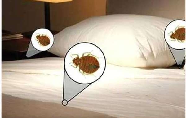 What are bedbugs - Lake Elsinore