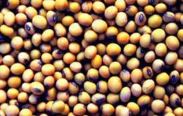 Oilseeds Market Share, Size, Analysis, Growth, Trends, Revenue, Top Brands, and Report